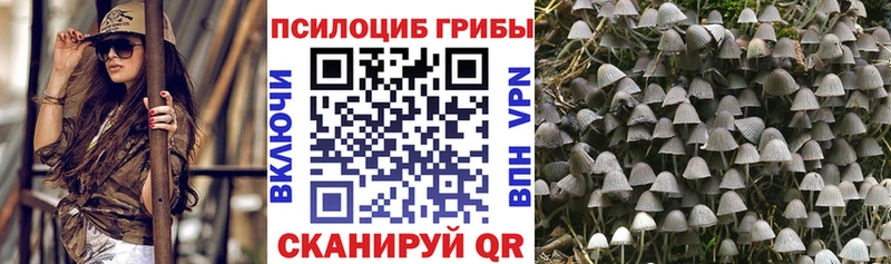 наркотики  Мурино  Псилоцибиновые грибы мицелий 